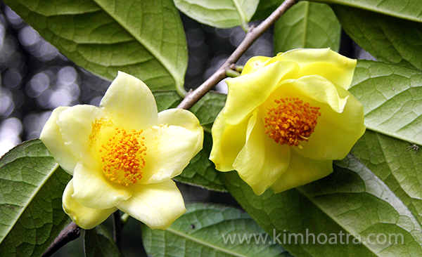 Kim Hoa Trà - Camellia nitidissima CW .Chi