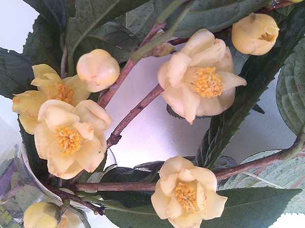 Kim hoa trà - Camellia Tamdaoensis